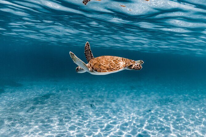 Turtle Spotting Snorkel Malmok And Tres Trapi - Why This Snorkel Tour Stands Out