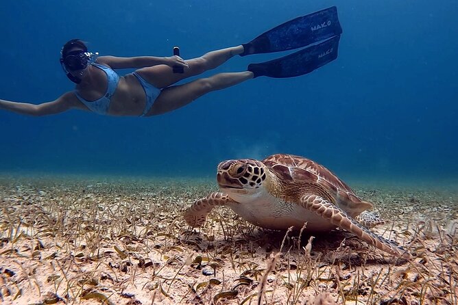 Turtle Spotting Snorkeling Tour - Tour Overview