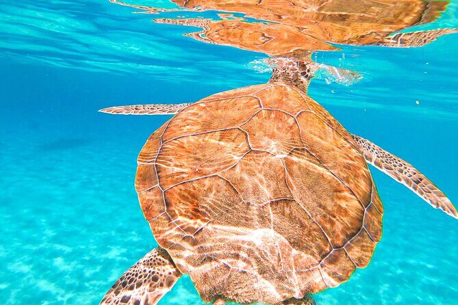 Turtle Swim at TurtleBay visit Flamingos & KnipBeach Safari Truck - FAQs