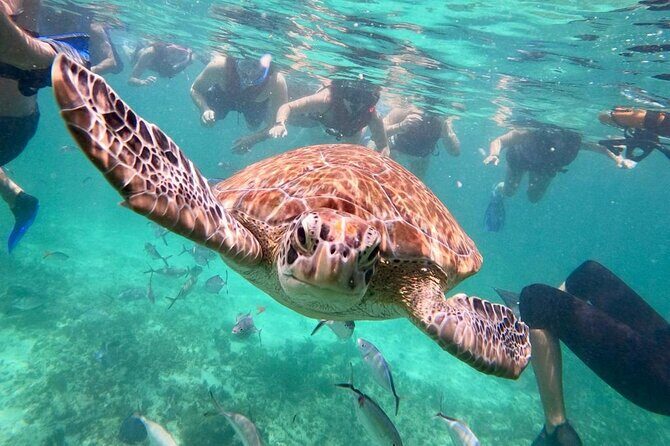 Turtle Swim, Lunch and Underground Cenote Private Tour - Good To Know
