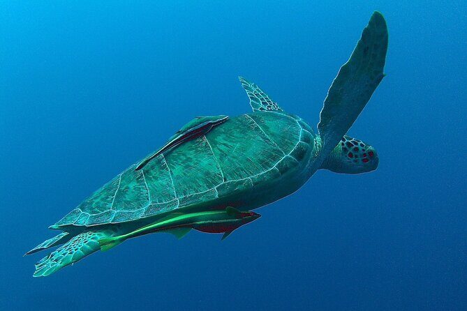 Turtle Swim, Lunch and Underground Cenote Private Tour - FAQs