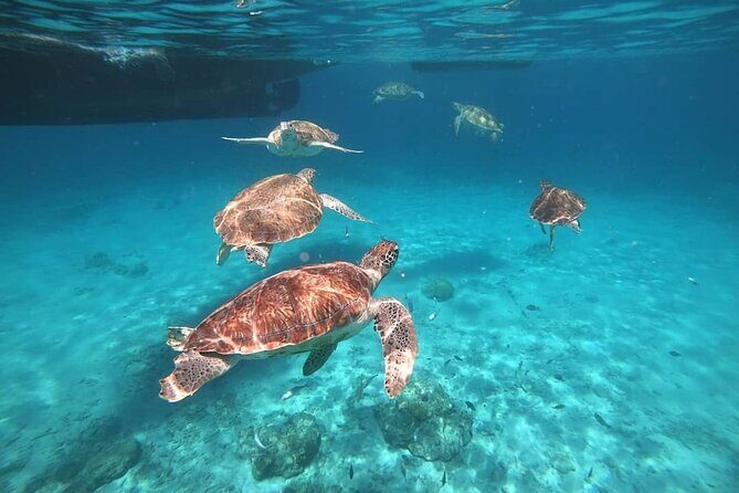 Turtle Swim, Shete Boka & Kenepa Beach Adventure in Curaçao - Good To Know