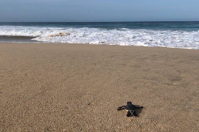 Turtle Tales of Pulau Banyak - Good To Know