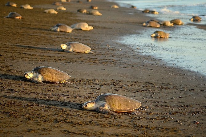 Turtle Tour Near Samara Beach - Location Details