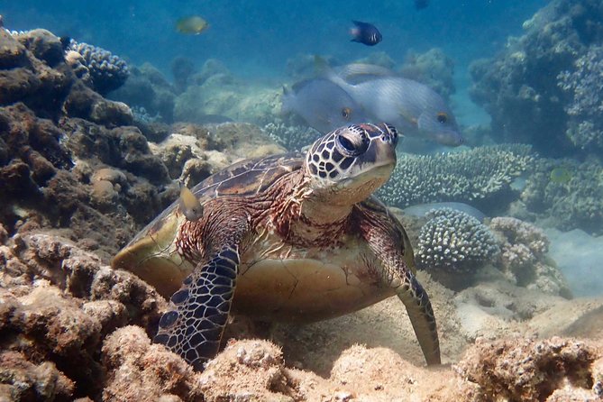 Turtle Tour - Ningaloo Reef Half Day Sea Kayak and Snorkel Tour - Tour Highlights