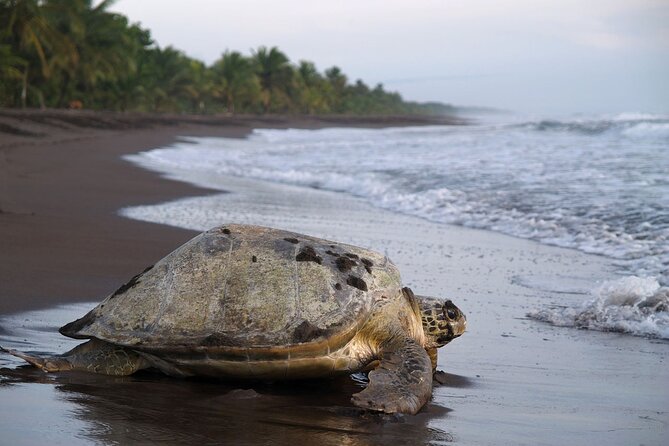 Turtle Tour Tortuguero National Park - Tour Details