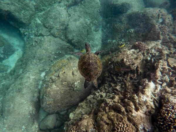 Turtle Town Snorkel With Photo And Video - Common Questions