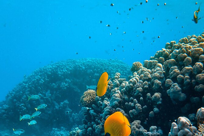 Turtle Town Snorkel With Photo and Video - Small Group Experience