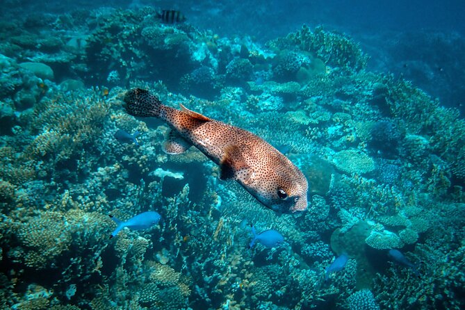 Turtle Town Snorkel With Photo and Video - Professional Guides and Safety