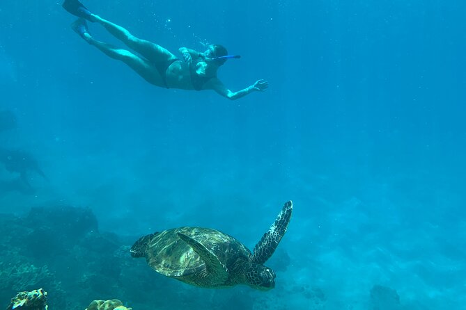 Turtle Town Snorkel With Photo and Video - Positive Feedback From Tour Guides