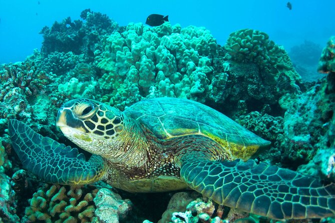 Turtle Town Snorkel With Photo and Video - Highlights of the Snorkeling Experience