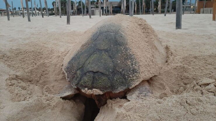 Turtle Watching Experience - Pricing and Duration