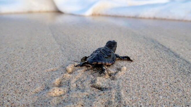 Turtle Watching Experience - Inclusions and Restrictions