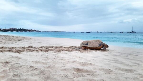 Turtle Watching Experience - Booking Information and Directions
