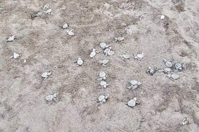 Turtle Watching Tour - Tour Inclusions
