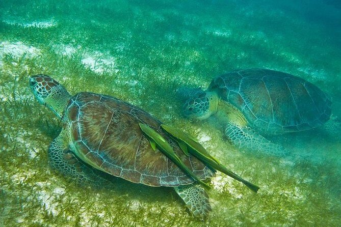 Turtles and Cenote from Cancun - Good To Know