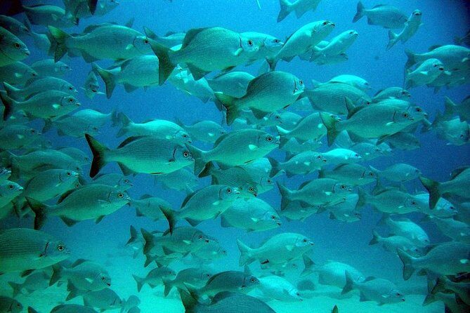 Turtles and Cenote from Cancun - Analyzing the Tour Itinerary and What You Can Expect