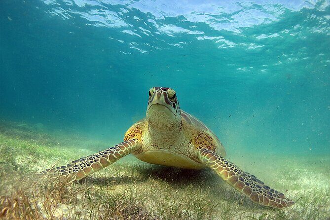 Turtles and Cenote Snorkeling Activity from Tulum - Discovering Tulum’s Underwater Treasures: Turtles and Cenote Snorkeling Tour