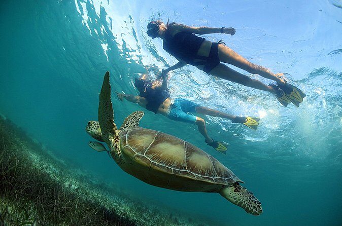 Turtles and Cenote Snorkeling Activity from Tulum - Who Should Consider This Tour?