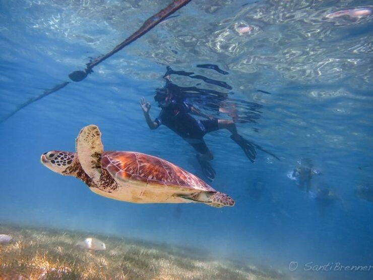 Turtles and Cenotes Tour - Booking Information