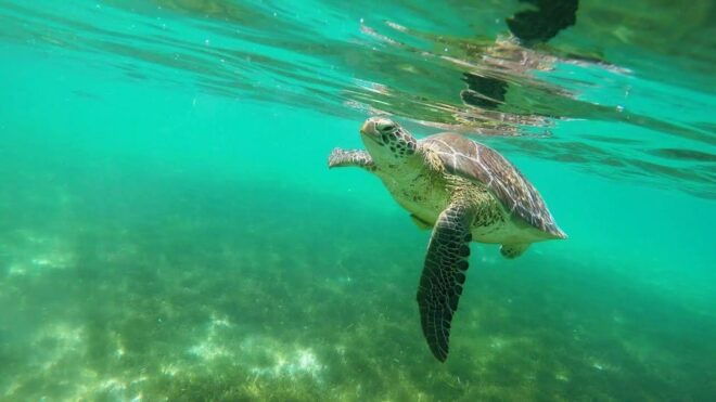 Turtles+ ATV & Cenote (Transportation Included) - Included Amenities