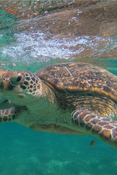 Turtles+ ATV & Cenote (Transportation Included) - Identification of Tour Guides