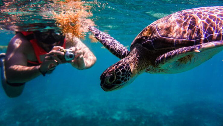 Turtles & Cenotes Half-Day Tour From Riviera Maya. - Good To Know