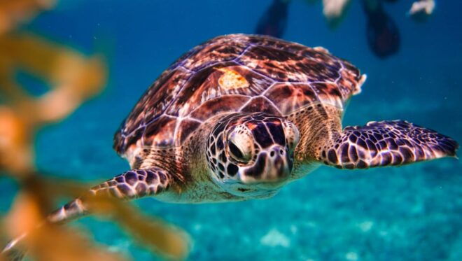 Turtles & Cenotes Half-Day Tour From Riviera Maya. - Tour Details and Inclusions