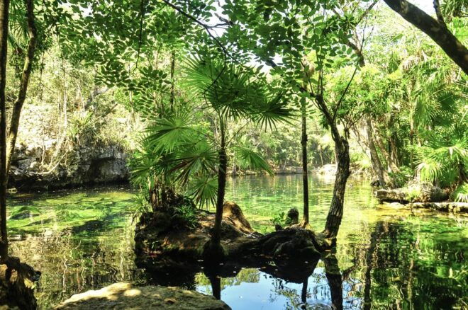 Turtles & Cenotes Half-Day Tour From Riviera Maya. - What to Bring and Important Information