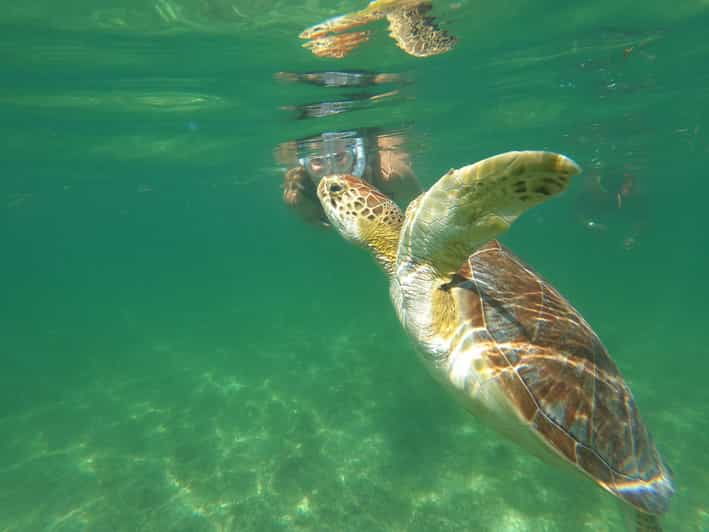 Turtles & Cenotes Private Tour - Experience and Itinerary