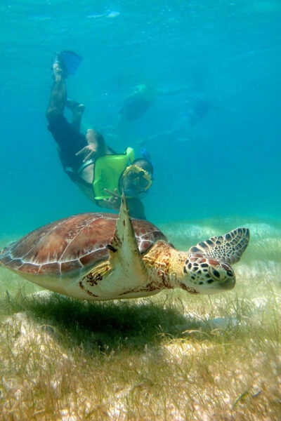 Turtles & Cenotes Private Tour - Frequently Asked Questions