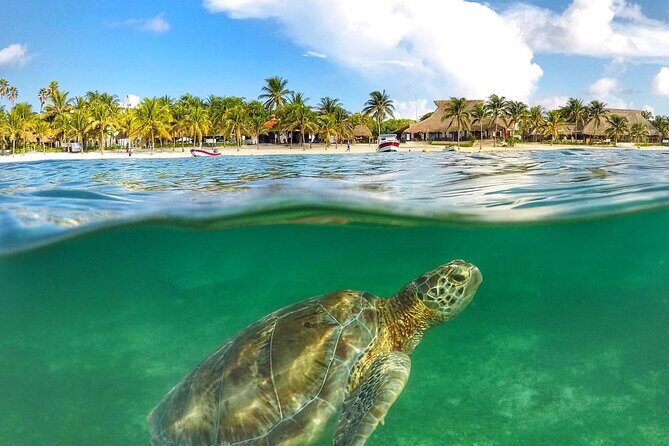 Turtles & Tulum Ruins! Round Transportation from Tulum City - Good To Know
