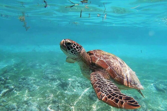 Turtles & Tulum Ruins! Round Transportation from Tulum City - Who Is This Tour Best For?