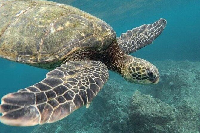 Turtles & Tulum Ruins! Round Transportation from Tulum City - FAQ: Practical Questions About the Tour