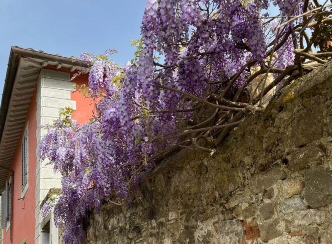 Tuscan Treasures: Olive Oil Experience With Lunch - Itinerary
