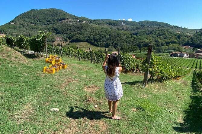 Tuscan Wine Tour in Lucca by Shuttle - Recommendations and Satisfaction