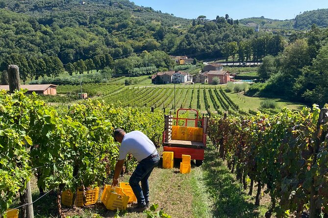 Tuscan Wine Tour in Pisa by Shuttle - Customer Reviews