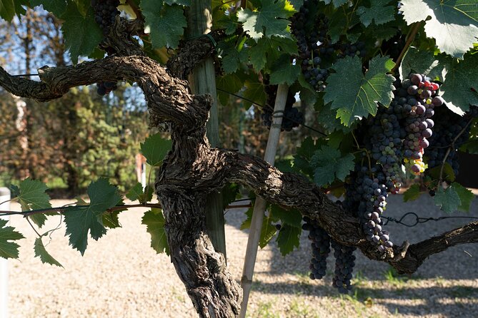 Tuscan Wine Tour in San Gimignano: Tastings and Lunch - Lunch at Tenuta Torciano Estate