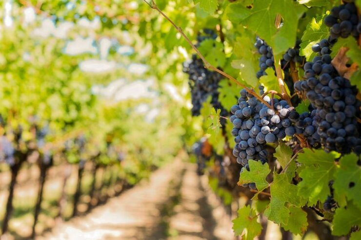 Tuscany: Chianti Wine Paradise Tour - Good To Know