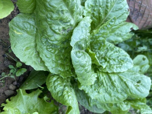 Tuscany: Culinary Highlights Experience and Sunset Dinner - Customer Reviews and Testimonials