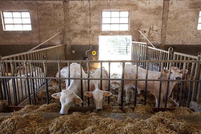 Tuscany Day Trip From Florence: Siena, San Gimignano, Pisa and Lunch at a Winery - Tour Details