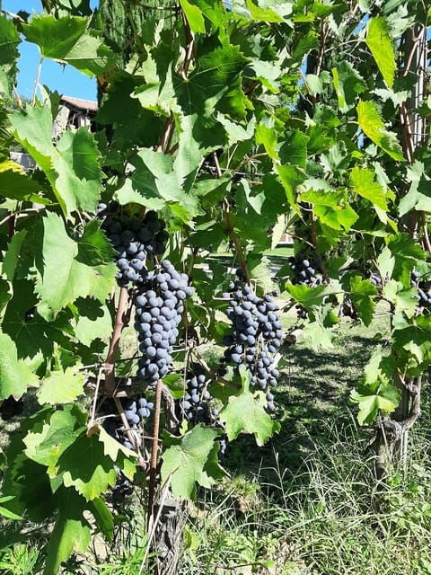 Tuscany from Rome- Pienza and Montepulciano private day tour - Who Would Love This Tour?