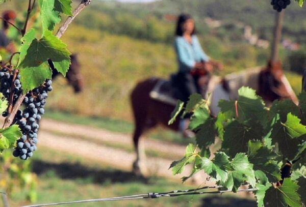 Tuscany: Horseback Riding Adventure With Lunch in a Winery - Customer Reviews