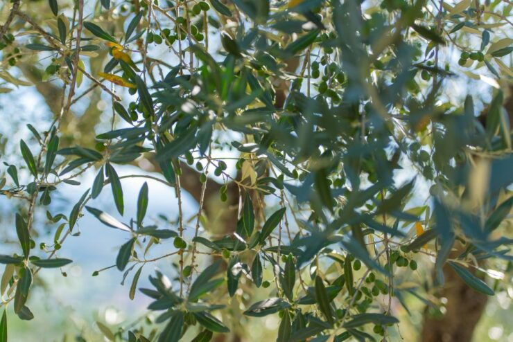 Tuscany: Leonardo Da Vinci – Oil and Wine Discovery Tour - Tour Details