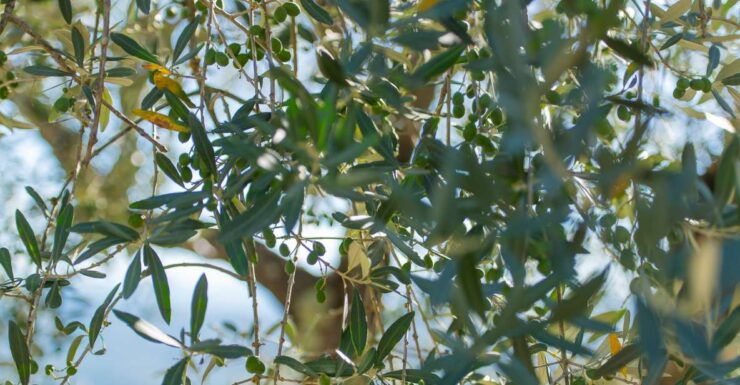 Tuscany: Leonardo Da Vinci – Oil and Wine Discovery Tour - Experience Highlights