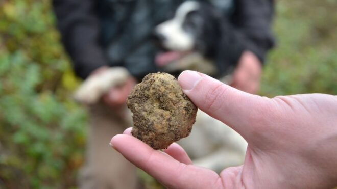 Tuscany: Truffle Hunting and Meal at a Winery - Participant Information