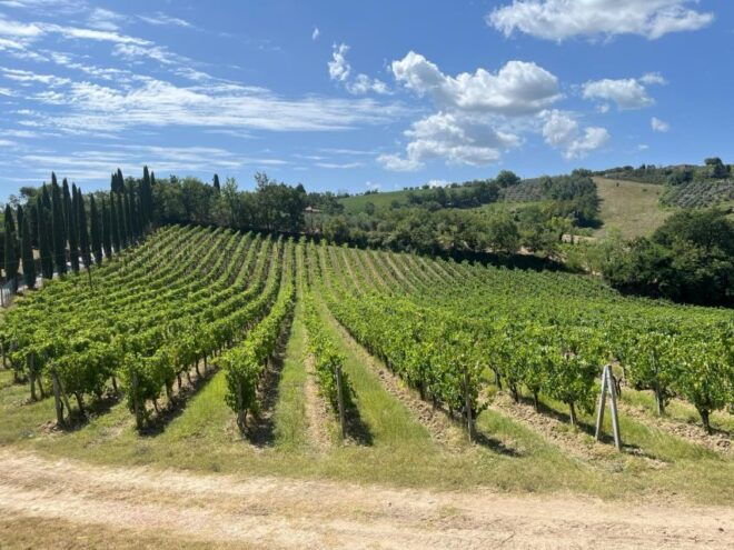 TUSCANY: WINE TASTING IN THE HEART OF CHIANTI CLASSICO - Highlighted Features