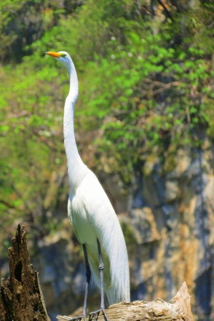 Tuxtla: Sumidero Canyon, San Juan Chamula & Zinacantán Tour - Sumidero Canyon Experience