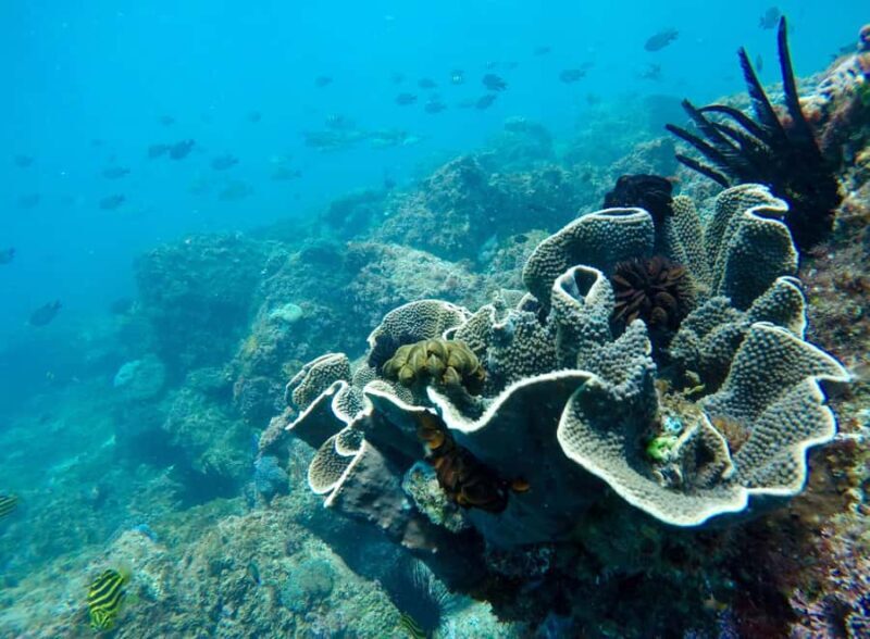 Tweed Heads: Snorkel With the Turtles - The Experience in Detail