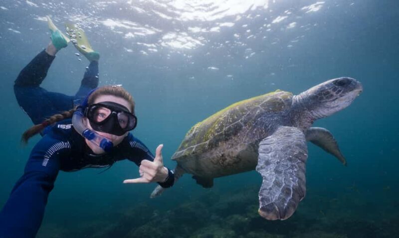 Tweed Heads: Snorkel With the Turtles - Final Thoughts